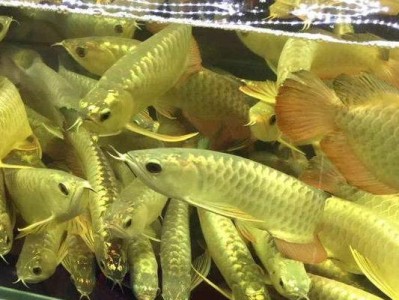 血红龙宠物饲养指南（打造亲密无间的宠物伙伴，）