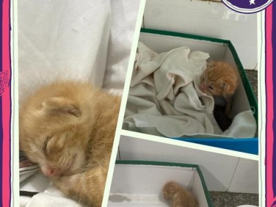 猫咪拉稀的原因及处理方法（探究猫咪拉稀的多种情况，为您提供科学的应对方法）