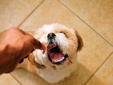 如何让家里的狗狗不再对陌生人大声叫喊（解决狗狗见人就叫的方法与技巧，提升狗狗的社交能力）