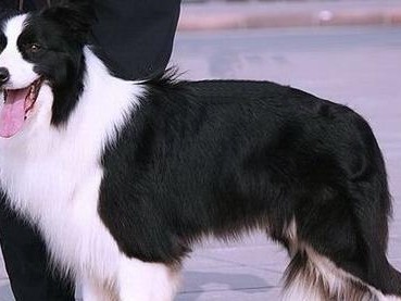 边境牧羊犬的消化问题（宠物主人必知，边境牧羊犬的消化健康）