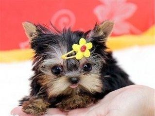 给约克夏犬喂食的注意事项（宠物的健康需要我们精心呵护）