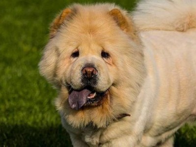 如何处理宠物松狮犬骨折问题？（宠物松狮犬骨折后的应急处理与康复方法）