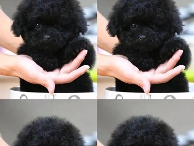 纯种与混种泰迪犬的区别(探索纯种和混种泰迪犬的特点和优劣)