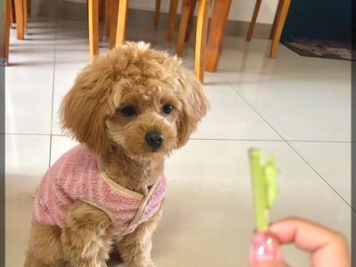 狗狗喜欢坐在主人脚上的五个理由（为什么狗狗喜欢这样做？）