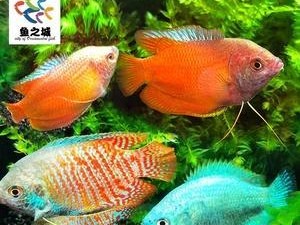 七彩吊的饲养全指南（了解七彩吊，让它健康成长）