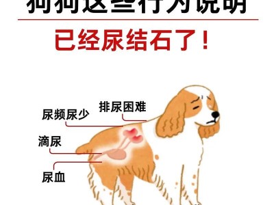 狗尿颜色的变化及其健康意义（揭示狗尿颜色变化背后的健康信号）