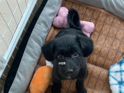 宠物狗50天后可以洗澡吗？（小狗洗澡前需要注意什么？）