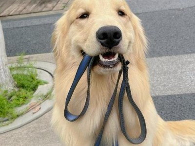 养一只金毛犬的费用（了解金毛犬的月度花费及养护需求）