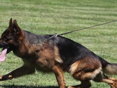 德国牧羊犬价格揭秘（了解德牧价格的关键因素和市场趋势）