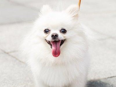 为什么博美犬需要美容？（探究博美犬的美容需求及相关知识）