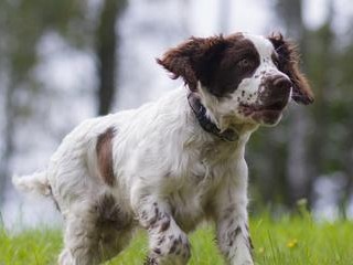 如何科学饲养威尔士史宾格犬（宠物爱好者必看，掌握这一关键诀窍！）
