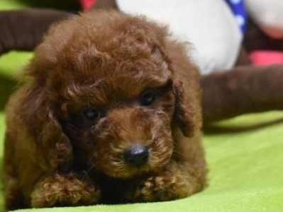 如何训练泰迪幼犬的名字（以宠物为主，掌握技巧，让幼犬称呼有度）