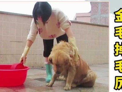 金毛幼犬掉毛周期及管理方法（探讨金毛幼犬掉毛频率和护理技巧，让毛发常保亮丽）