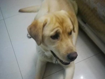 养一只拉布拉多犬的月度花费有多高？（拉布拉多犬养育费用一览，让新手铲屎官心中有数）