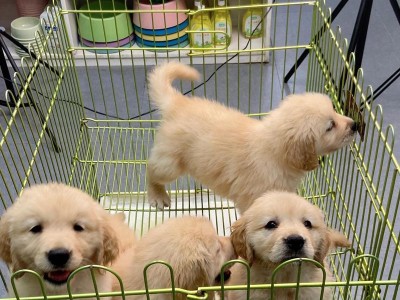 金毛幼犬的喜好与喜欢的玩具、食物和活动（探究金毛幼犬的喜好和需求，让它们开心快乐成长）