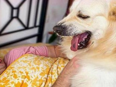 让宠物狗狗喜欢上狗粮的方法（从挑选到调味，让你的爱犬变成狗粮控）