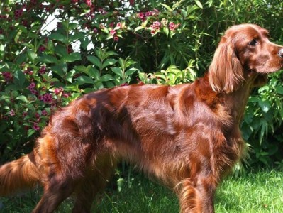 爱尔兰塞特犬饲养全攻略（了解它的特点，让它健康成长）