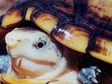 哈雷拉泥龟的饲养方法（打造健康活泼的宠物——哈雷拉泥龟养殖指南）