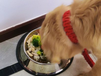 如何训练金毛狗成为优秀的宠物（以正确的饮食为基础，让金毛狗快速成长）