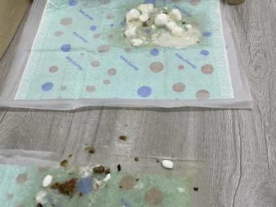 木糖醇对狗的作用及注意事项（了解木糖醇对狗的影响，为您的宠物健康着想）