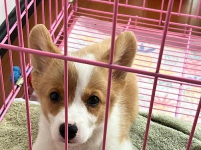 狗狗冠状好转的表现及预后（观察到以下15个表现，证明狗狗冠状好转了！）