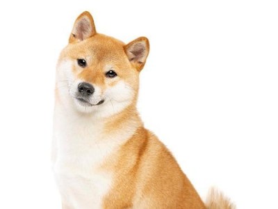 柴犬（柴犬的特点、历史和适应环境）