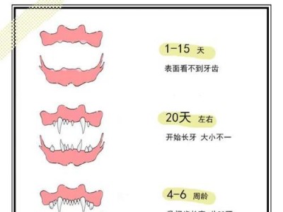狗狗的牙齿更新过程（狗狗生长过程中的牙齿更替及其重要性）