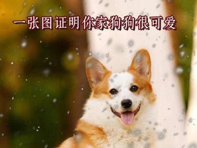 如何给短腿狗起个合适的名字（解析短腿狗的特点，教你起名有妙招）