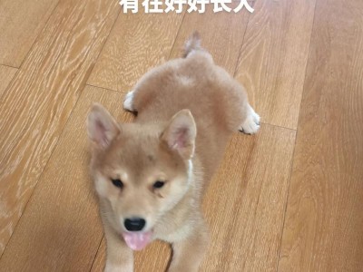 揭秘狗眼泪眼屎的成因（原因多种多样，别再忽视它了！）