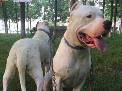 阿根廷杜高犬的饲养全攻略（宠爱你的杜高犬，让它健康快乐生活）
