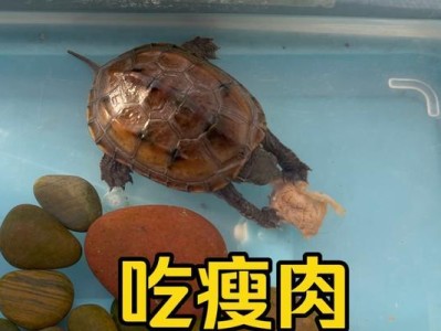 四爪陆龟的饮食习性及最佳饲养食谱（探索四爪陆龟的食物喜好与均衡营养需求，为其提供最佳饲养食谱）