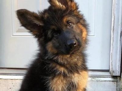 以德牧幼犬的多样颜色之美（探索以德牧幼犬的外貌特征和魅力）