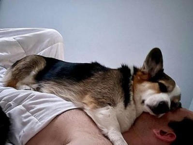 幼犬喜欢与主人睡眠的原因（宠物犬为何与主人共享睡眠空间）