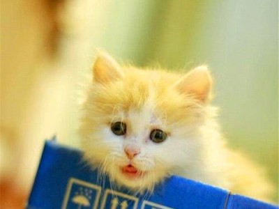 《小猫的世界》（探索宠物世界里的小猫美景）