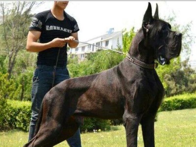 大丹犬市场价格揭秘（以大丹犬多少钱一只？价格因素分析）