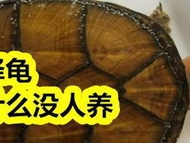 养金钱龟的益处与方法（发掘养金钱龟的财富之道）