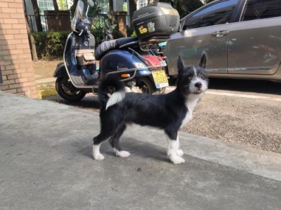 大型犬为什么容易出现趴蹄？（趴蹄是什么？如何预防趴蹄？）