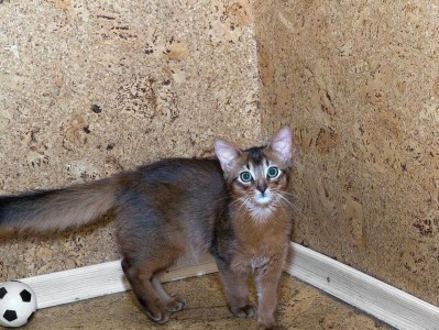 如何正确饲养索马里猫？（让你的爱宠健康成长）