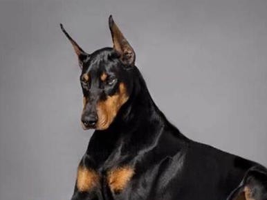 迷你杜宾犬的养护与注意事项（打造健康快乐的小型狗狗生活）