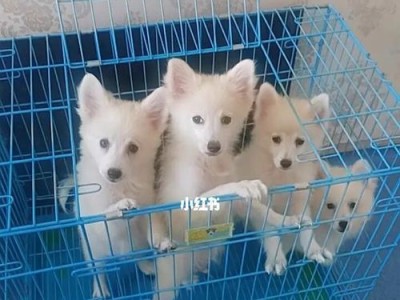 银狐宝宝（追寻自然之美的银狐宝宝和它的生活方式）