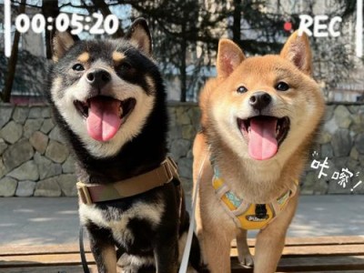 如何给幼犬柴犬洗澡？（洗澡步骤分享，让你的幼犬柴犬清爽又舒适）