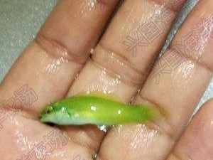 青龙鱼的饲养方法（让你成为青龙鱼的贴心宠物主人）