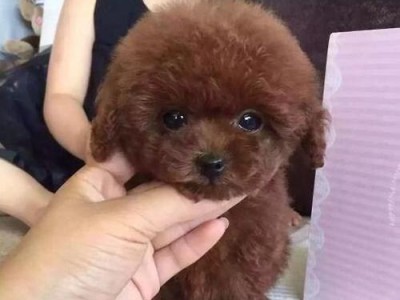 宠物泰迪狗毛色变了怎么办？（探究泰迪狗毛色变化的原因和解决办法）