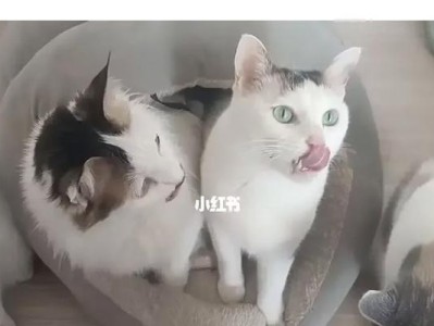 猫狗的肉食之谜（揭秘猫和狗的食肉习性及最佳饮食选择）