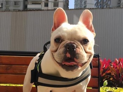 法国斗牛犬的健康饮食指南（适合法国斗牛犬食用的人食及其营养需求）