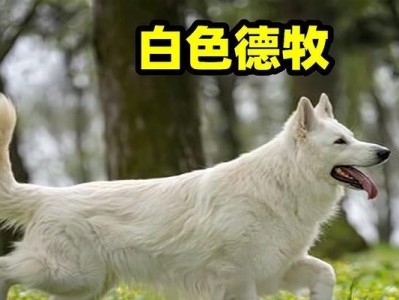 德牧换牙的时间和注意事项（了解德牧换牙的周期，让宠物健康成长）