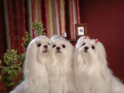 探索小型犬世界（了解适合小空间和繁忙生活的小型犬的特点和需求）