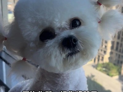 玲珑犬（探索玲珑犬的特点、历史和适应环境）
