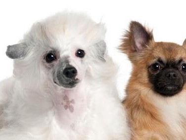黄金猎犬的饲养指南（了解这些，让你的狗狗健康成长）
