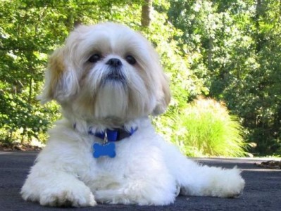 「以西施犬也怕冷？」——揭秘宠物犬冬天究竟需要怎样的保暖措施